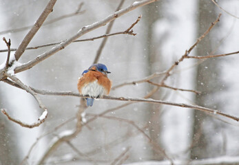 Eastern Bluebird sitting on branch in snow storm