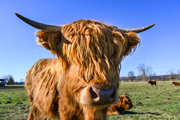 Scottish highland cows in a meadow. Baden Wuerttemberg, Germany, Europe