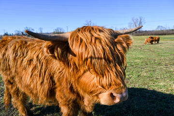 Scottish highland cows in a meadow. Baden Wuerttemberg, Germany, Europe