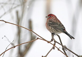 House finch sitting on branch in winter