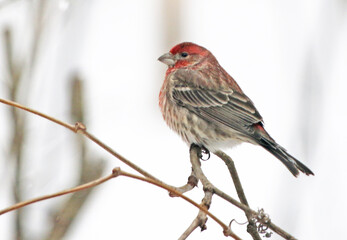 House finch sitting on branch in winter
