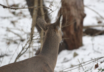 Fototapeta premium Doe looking away in winter landscape with snow on whiskers
