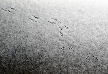 Bird imprints in snow