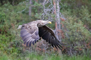 white-tailed eagle
