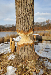 Beaver chewed tree in winter © KALOA