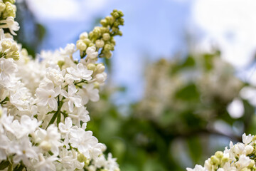 White lilac. Spring blooming flowers of White lilac on lilac bushes against blue sky with copy space. Natural White Flower background outside.