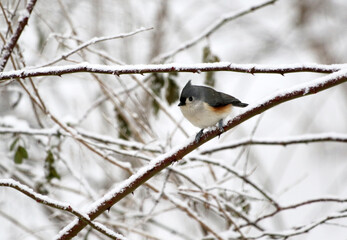 Bird sitting on branch in snow