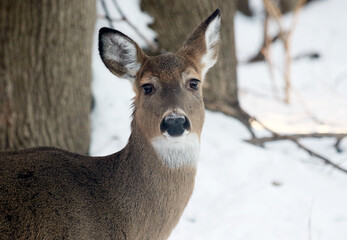 Doe head in winter