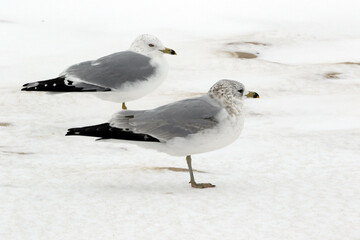 Seagulls standing on snow beach in winter