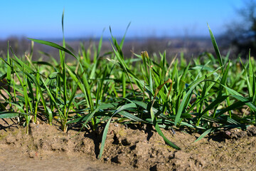 Close up from a freshly sowed winter wheat in Baden Wuerttemberg, Germany, Europe