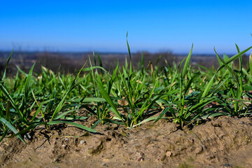 Close up from a freshly sowed winter wheat in Baden Wuerttemberg, Germany, Europe