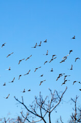 Fototapeta premium group of birds flying, trees blue sky