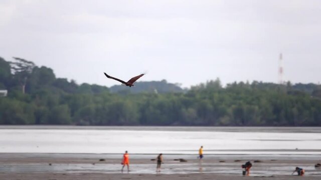 Bird of prey in flight at golden twilight time.
Brahminy kite eagle with spreading red wings flying and soaring over big lake looking for prey ,hd slow motion low angle view.
