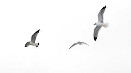 Seagulls in Flight in white sky