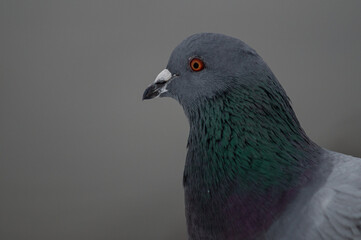 close up of a pigeon