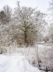Trees covered in snow a crispy cold winter day. Picture from Scania county, Sweden