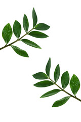 Zamiokulkas twigs isolated on a white background. The concept of minimalism. Copy space