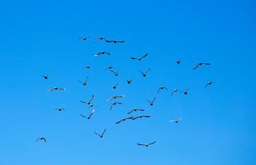  group of birds flying, blue sky