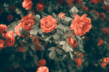 Orange roses grow in the garden. Side view. Art card