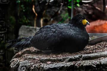 Black curassow on the stone. Latin name - Crax alector