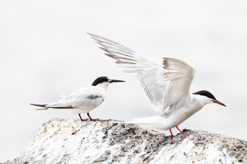 Fototapeta premium Dougalls Stern, Roseate Tern, Sterna dougallii