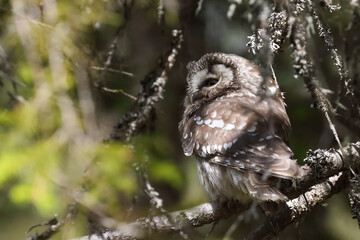 boreal owl