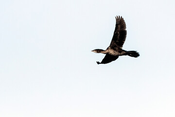 Pygmy Cormorant, Dwergaalscholver, Microcarbo pygmaeus