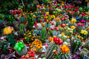 Fototapeta na wymiar Colorful cactus plants at the Amsterdam floating flower market