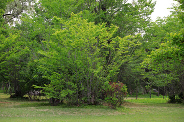 Green plants in the botanical garden, North China