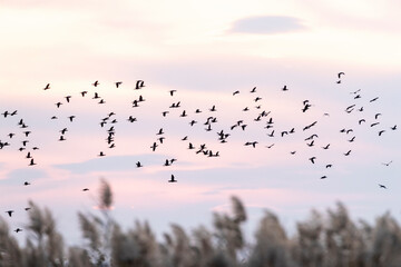 Pygmy Cormorant, Dwergaalscholver, Microcarbo pygmaeus