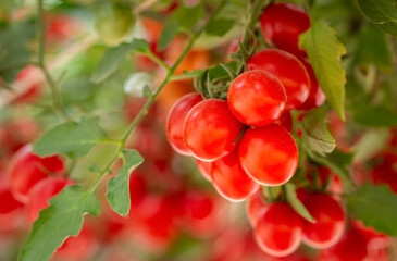 Growing Tomato, vine ripe tomatoes, red grown in farmland, organic For health. The back is blurred, Macro image, Focus on the first ball.