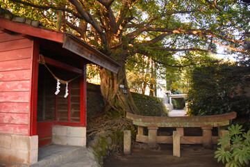 桜島の黒神神社埋没鳥居とアコウの木