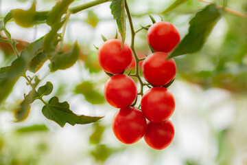 Growing Tomato, vine ripe tomatoes, red grown in farmland, organic For health. The back is blurred, Macro image, Focus on the first ball.