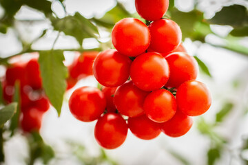 Growing Tomato, vine ripe tomatoes, red grown in farmland, organic For health. The back is blurred, Macro image, Focus on the first ball.