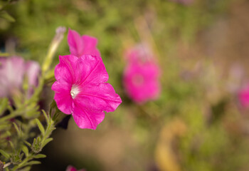 PPetunia flower with morning, red petals, bright, bloom, warm,And bloom in the morning, space for text, focus on petals, on green background and blurred flowers, close up.