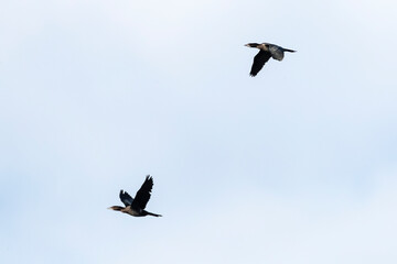 Pygmy Cormorant, Dwergaalscholver, Microcarbo pygmaeus