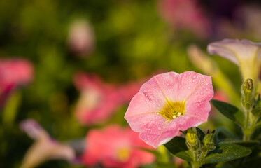 Petunia flower  with morning dew , Pink petals, bright, bloom, warm And bloom in the morning, space for text, focus on petals and pollen, on green background and blurred flowers, close up.