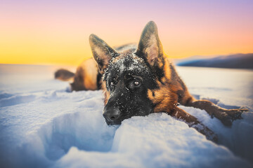 German shepherd dog on the snow at the sunset, golden hour, winter time, dog in winter, winter wonderland