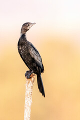 Dwergaalscholver, Pygmy Cormorant, Phalacrocorax pygmeus