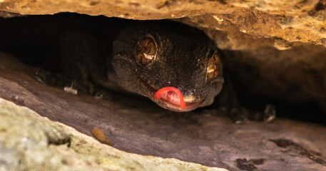 Fototapeta premium La Gomera Wall Lizard in lava stone wall