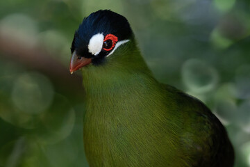 portrait of a turaco