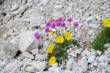Bergblumenin den Dolomin