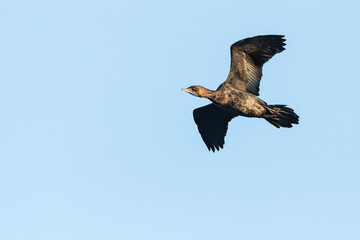 Dwergaalscholver, Pygmy Cormorant, Phalacrocorax pygmeus