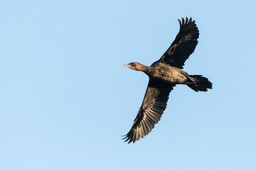 Dwergaalscholver, Pygmy Cormorant, Phalacrocorax pygmeus