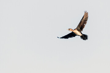 Dwergaalscholver, Pygmy Cormorant, Phalacrocorax pygmeus