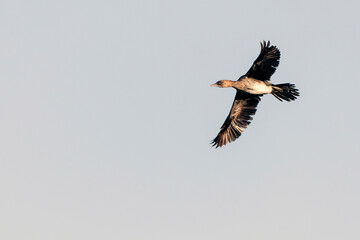 Dwergaalscholver, Pygmy Cormorant, Phalacrocorax pygmeus