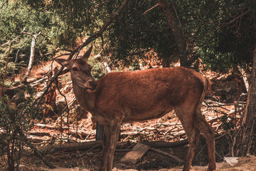 deer in the forest