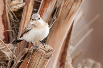 Oostelijke Blonde Tapuit, Eastern Black-eared Wheatear, Oenanthe melanoleuca