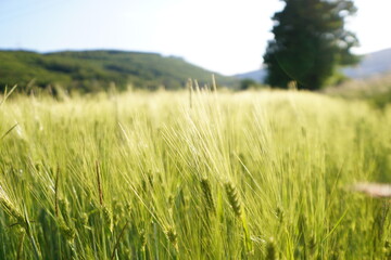 Getreidefeld in einem Tal im Sommer 