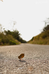 bugs life